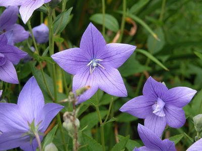 Platycodon grandiflorus 'Blue'