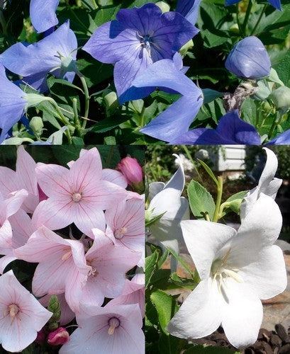 Platycodon grandiflorus 'Mixed'