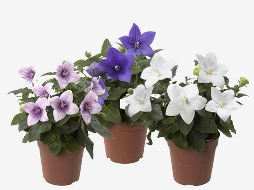 Platycodon grandiflorus 'Mixed'