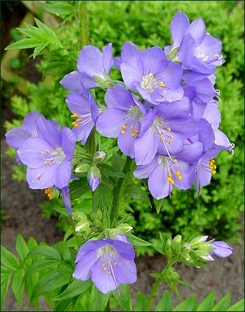 Polemonium caeruleum 'Blue Pearl'