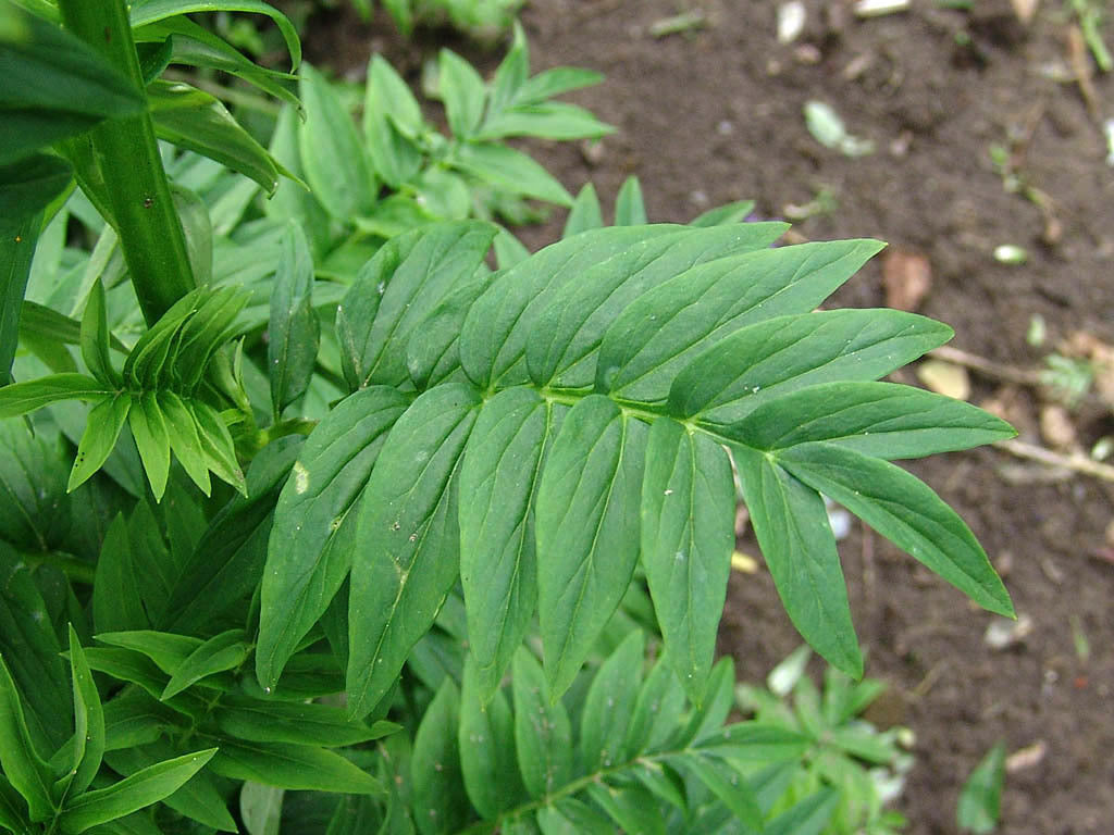 Polemonium caeruleum 'Blue Pearl'