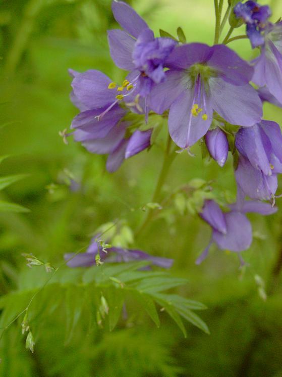 Polemonium caeruleum 'Blue Pearl'