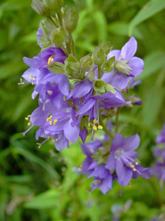Polemonium caeruleum 'Blue Pearl'
