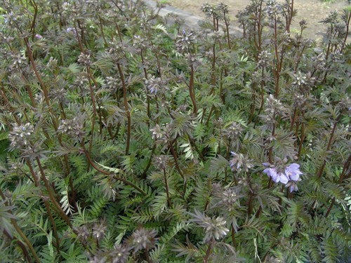 Polemonium caeruleum 'Blue Pearl'