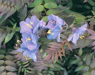 Polemonium yezoense 'Purple Rain Strain'