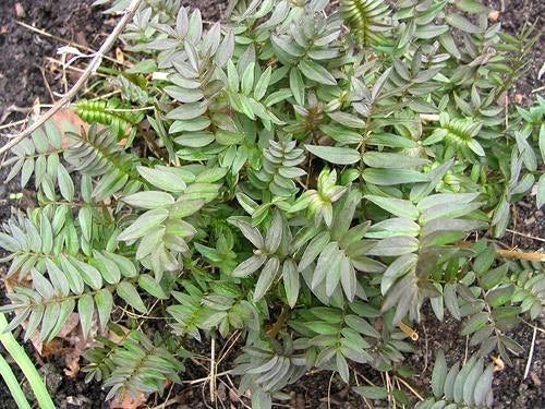 Polemonium yezoense 'Purple Rain Strain'