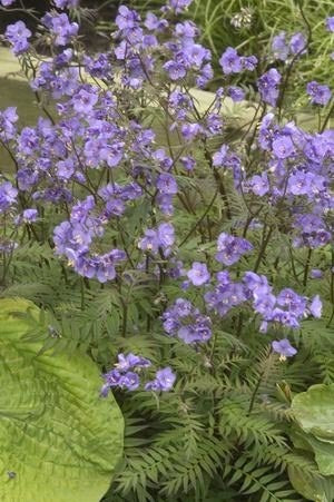 Polemonium yezoense 'Purple Rain Strain'