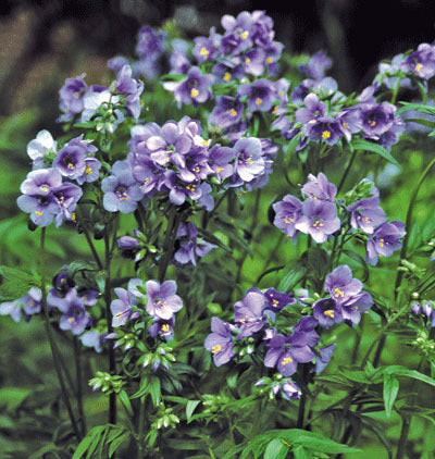 Polemonium yezoense 'Purple Rain Strain'