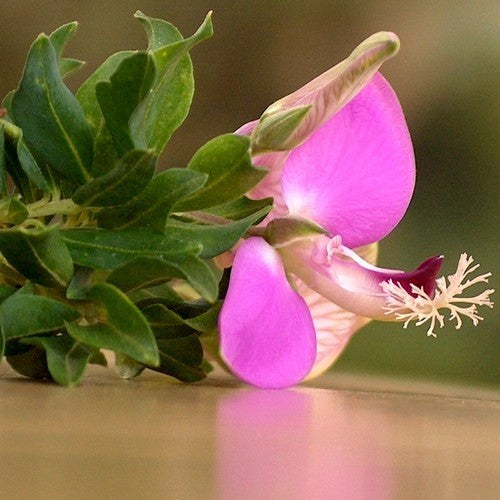 Polygala myrtifolia