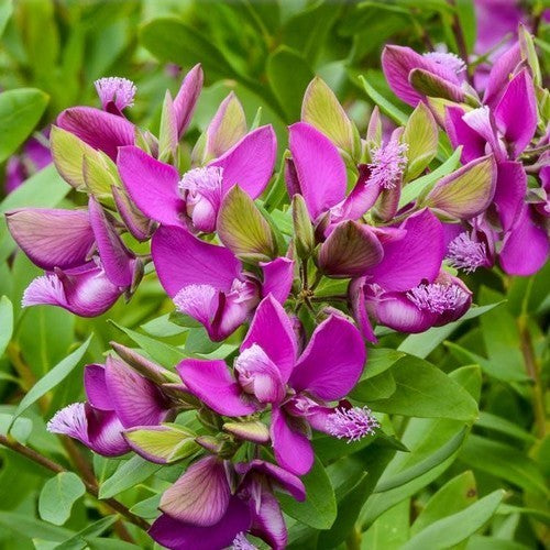 Polygala myrtifolia
