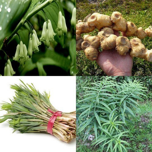 Polygonatum sibiricum