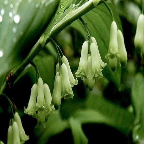 Polygonatum sibiricum