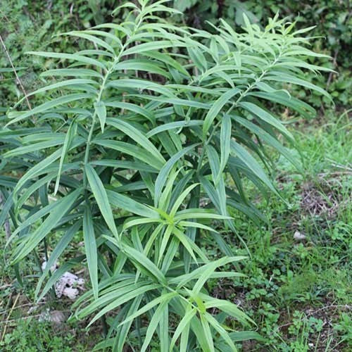 Polygonatum sibiricum