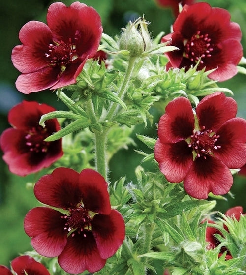 Potentilla thurberi 'Monarch'S Velvet'
