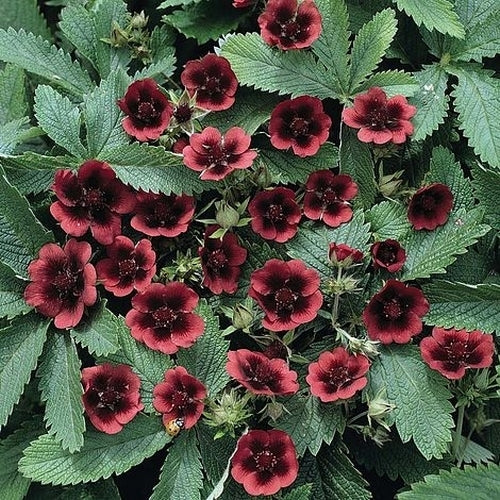 Potentilla thurberi 'Monarch'S Velvet'