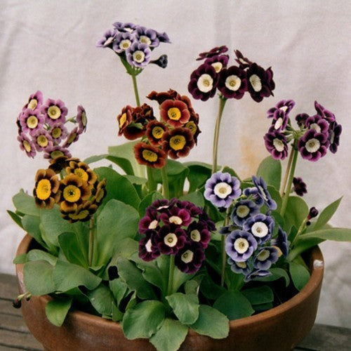 Primula Auricula-Hybriden