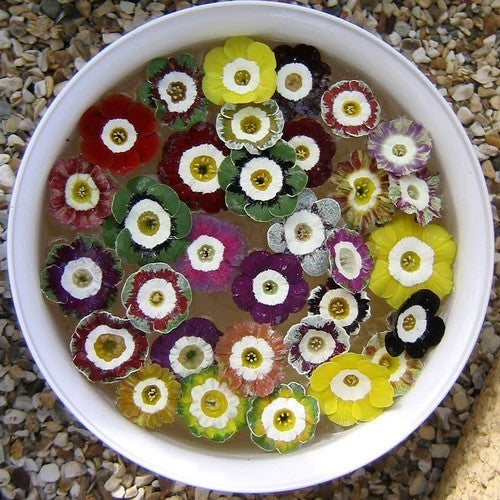 Primula Auricula-Hybriden