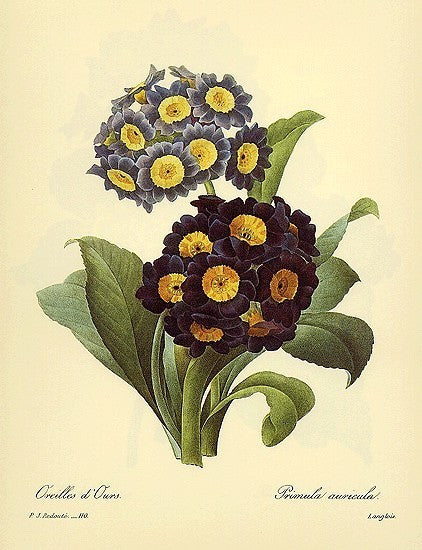 Primula Auricula-Hybriden