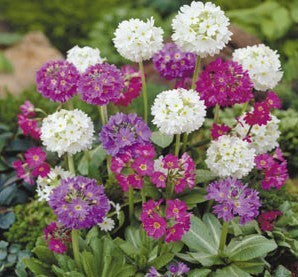 Primula denticulata