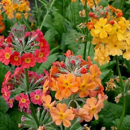 Primula x bulleesiana 'Candelabra Woodside'