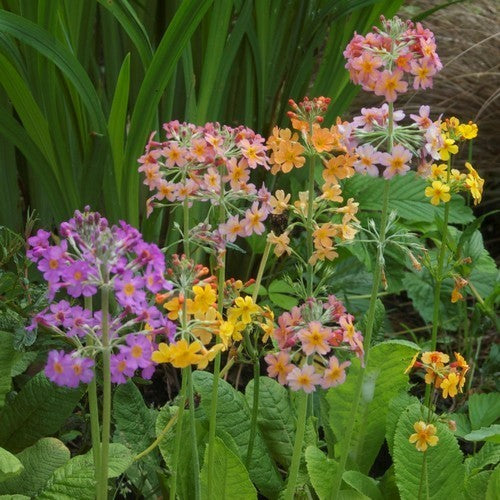 Primula x bulleesiana 'Candelabra Woodside'