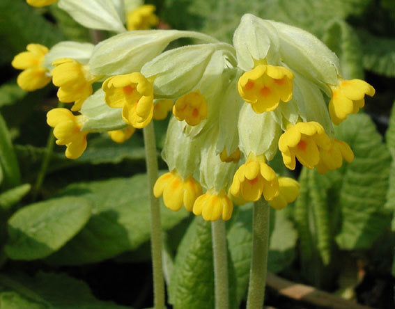 Primula veris