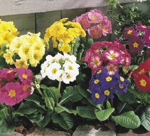 Primula elatior 'Large Flowered Mixed' / 'Choice Mixed'