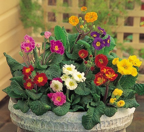 Primula elatior 'Large Flowered Mixed' / 'Choice Mixed'