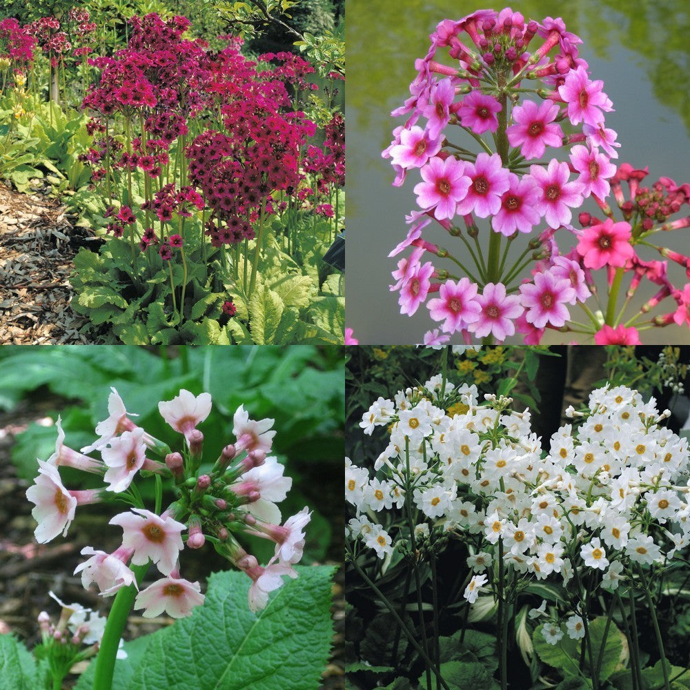 Primula japonica 'Mixed Hybrids'