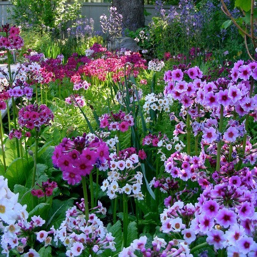 Primula japonica 'Mixed Hybrids'