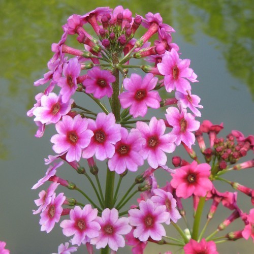 Primula japonica 'Mixed Hybrids'