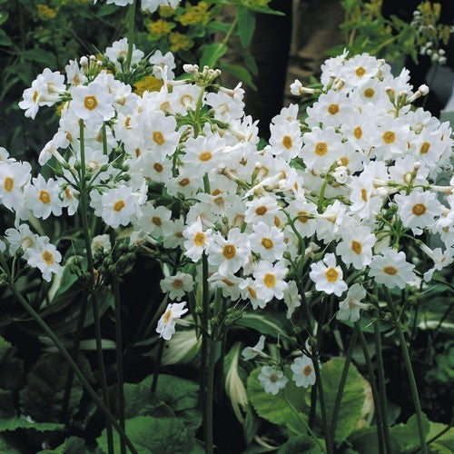 Primula japonica 'Mixed Hybrids'