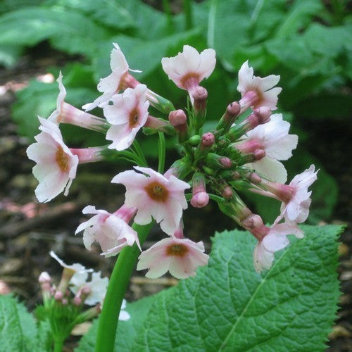 Primula japonica 'Mixed Hybrids'