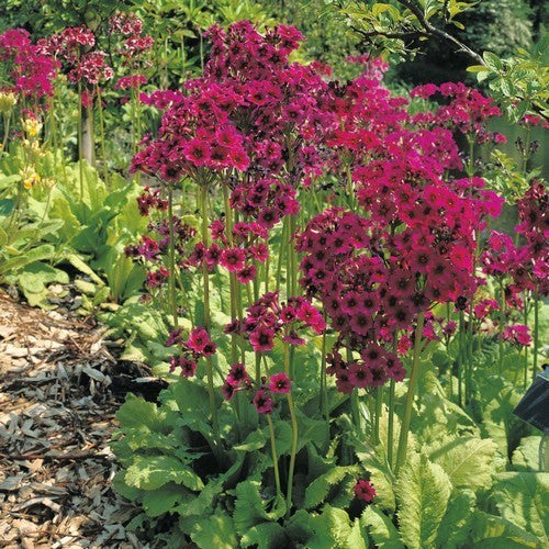 Primula japonica 'Mixed Hybrids'