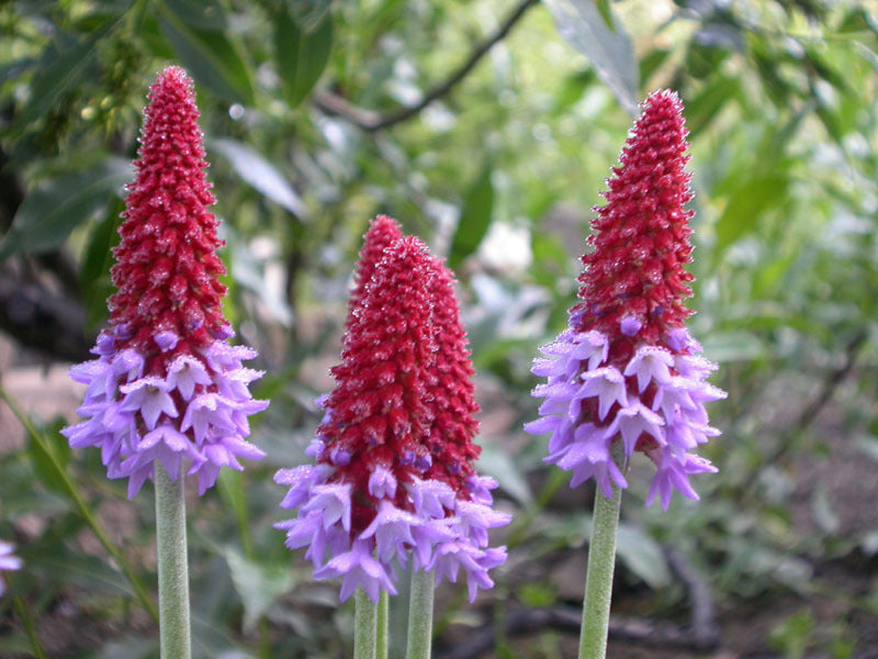 Primula vialii