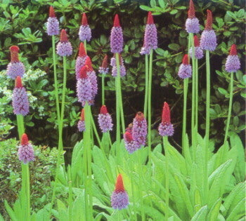 Primula vialii
