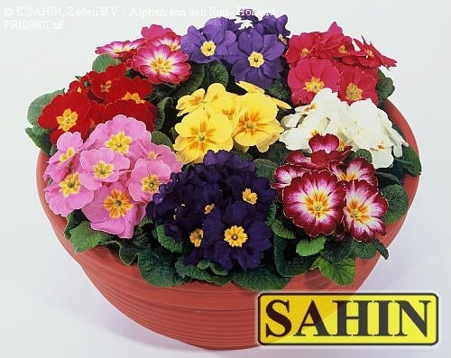 Primula vulgaris 'Mixed S1 Hybrids'