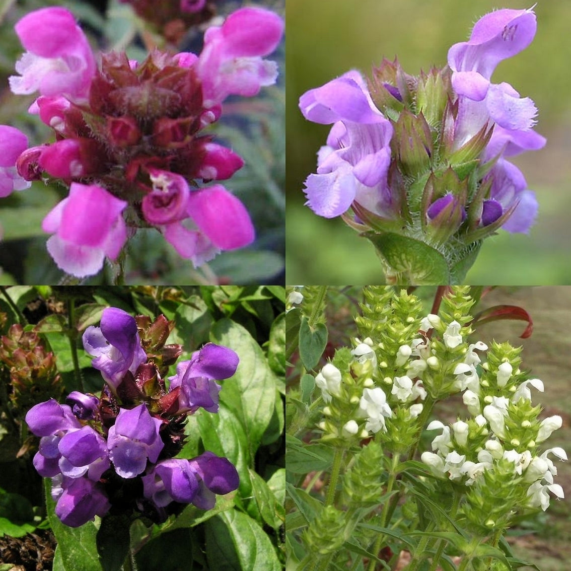 Prunella grandiflora 'Freelander'