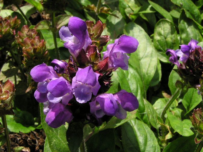 Prunella grandiflora 'Freelander'
