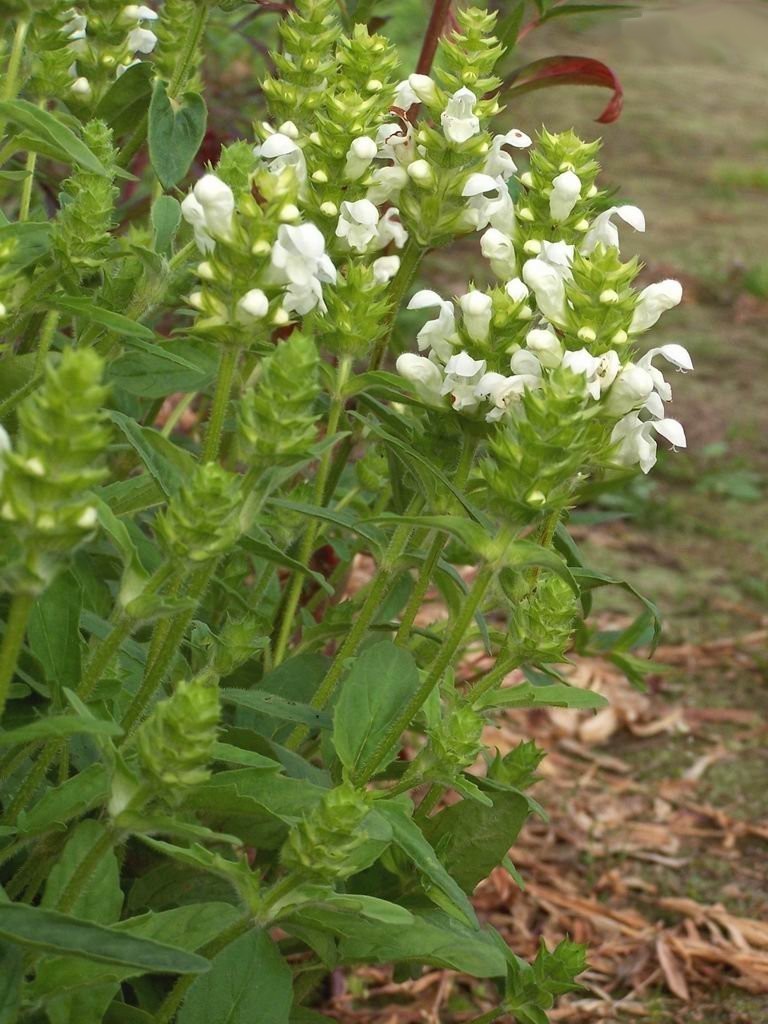 Prunella grandiflora 'Freelander'
