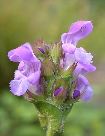 Prunella grandiflora 'Freelander'