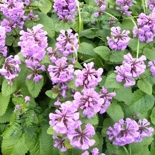 Prunella macrantha 'Superba'