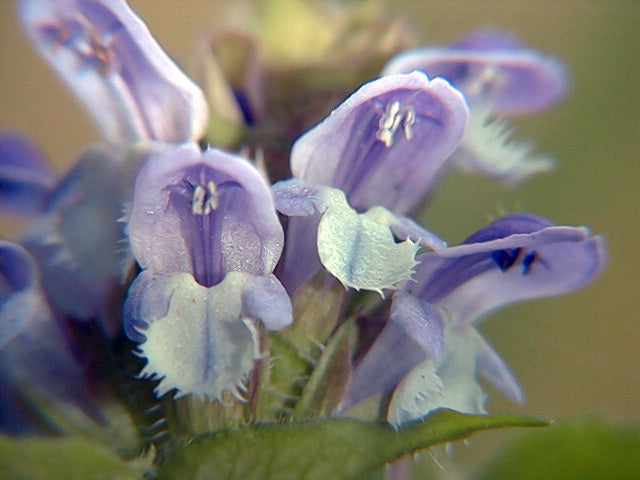 Prunella vulgaris