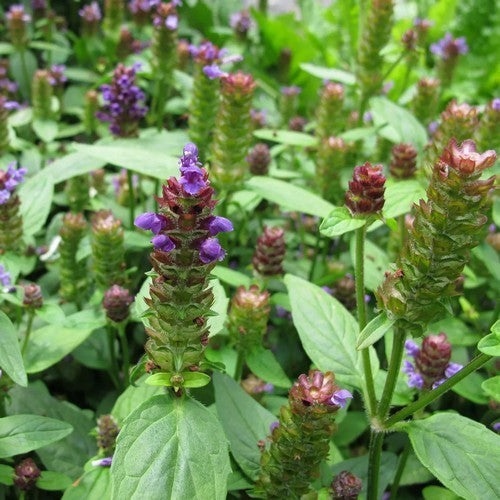 Prunella vulgaris