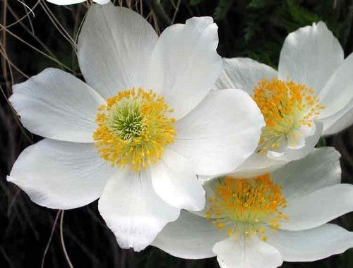 Pulsatilla alpina