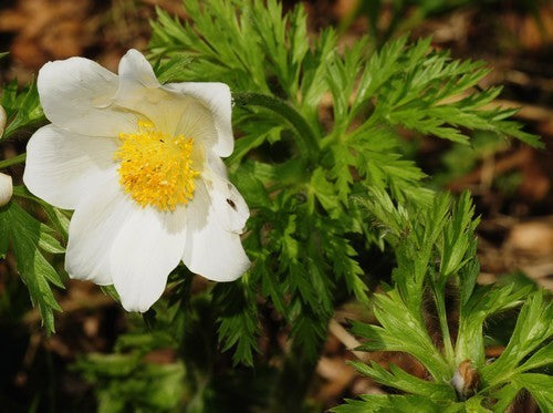Pulsatilla alpina