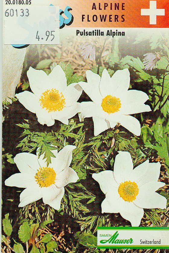 Pulsatilla alpina