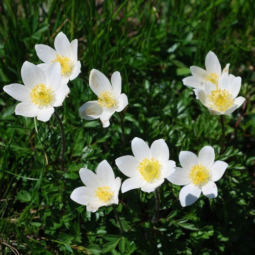 Pulsatilla alpina
