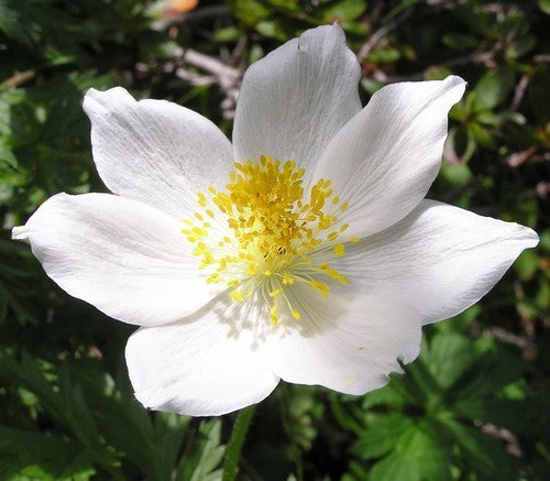 Pulsatilla alpina