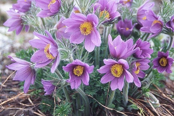 Pulsatilla vulgaris
